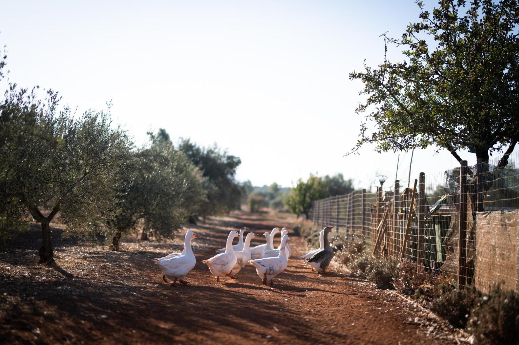 Eumelia Organic Agrotourism Farm Hotel Gouvai Bagian luar foto